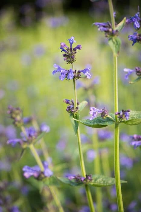 Pratt's catmint