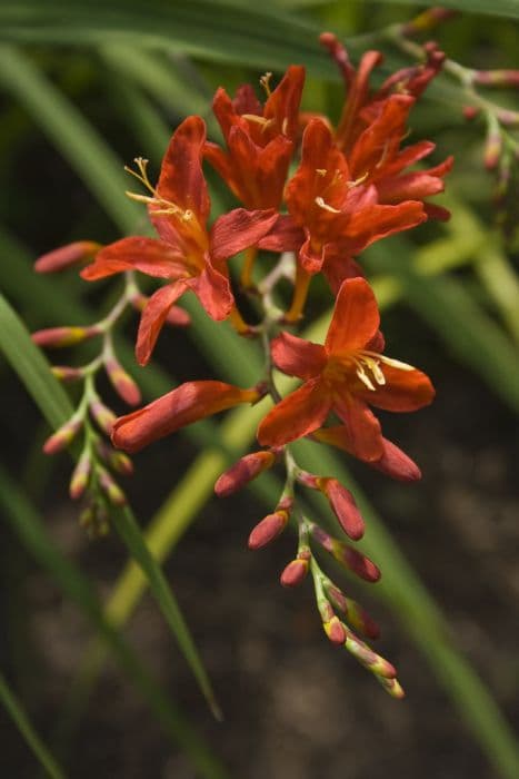 montbretia 'Bressingham Blaze'