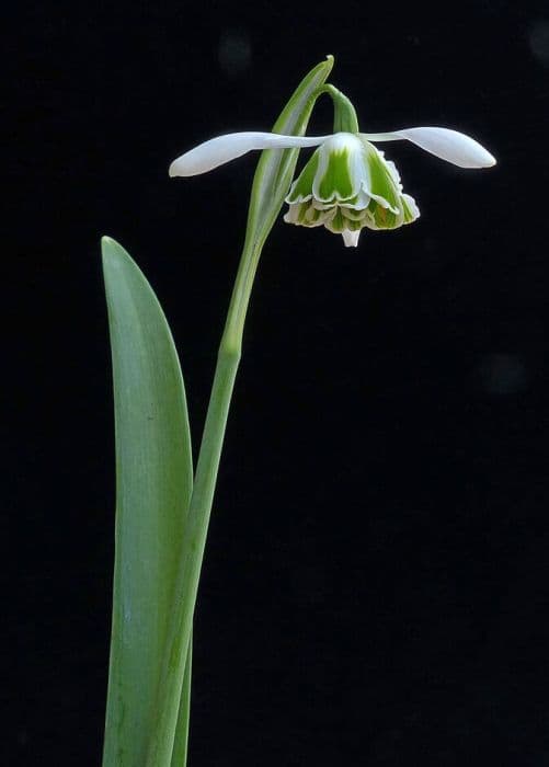 snowdrop 'Cordelia'