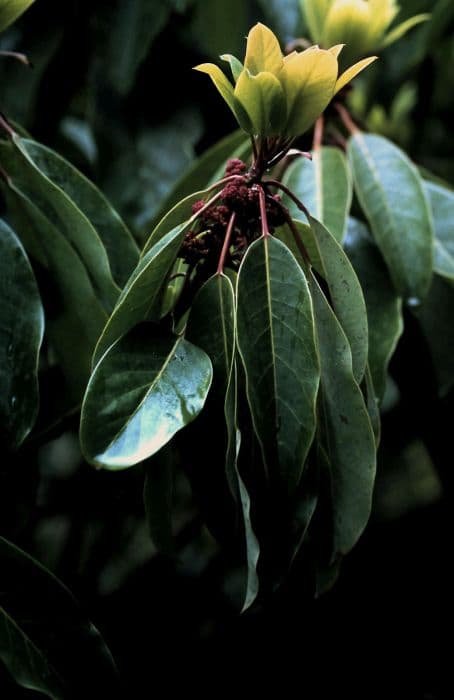 large-stalked daphniphyllum