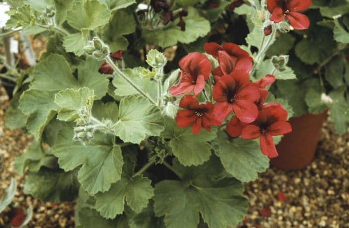 pelargonium 'Voodoo'