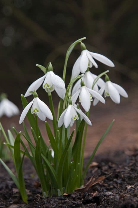 snowdrop 'Anglesey Abbey'