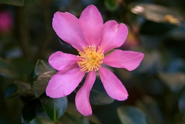 Camellia 'Hugh Evans'