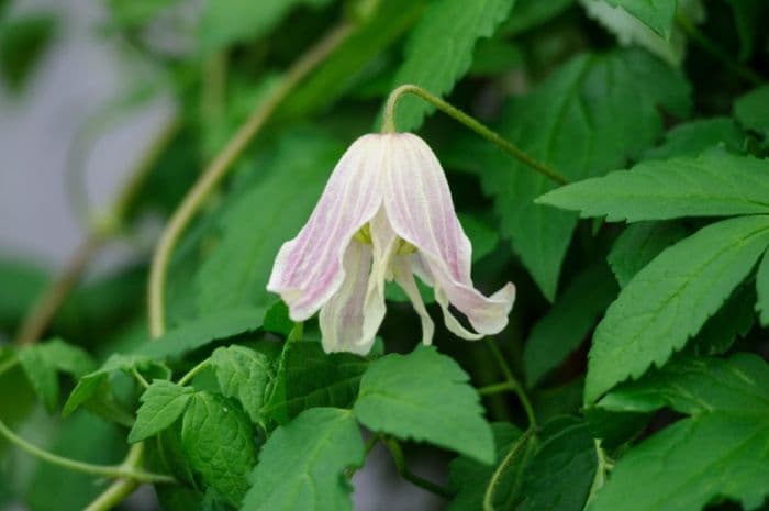 clematis 'Diamond Anniversary'