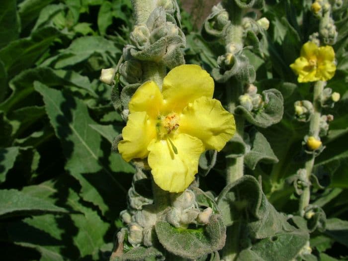 dense-flowered mullein