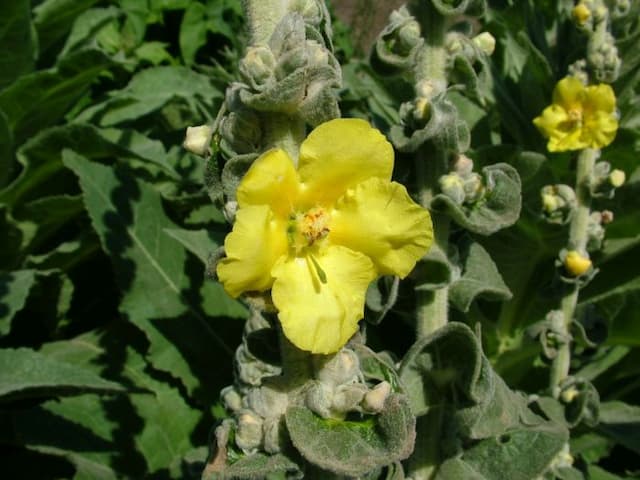 Dense-flowered mullein