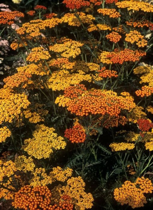 yarrow 'Feuerland'