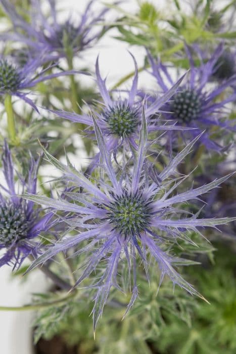 sea holly 'Blue Waves'