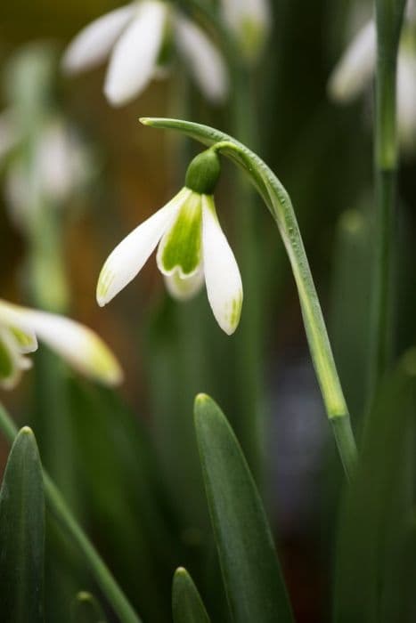 snowdrop 'Modern Art'