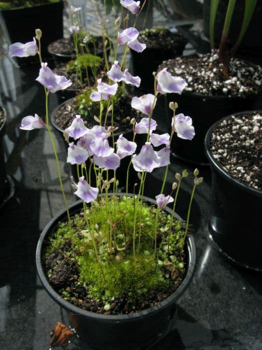 leaden bladderwort