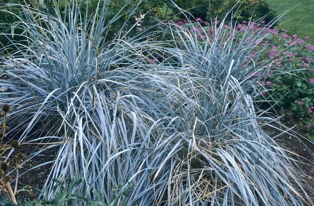 Magellan rye grass
