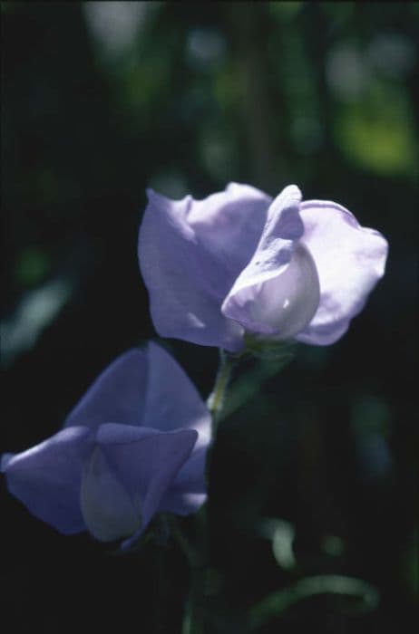 sweet pea 'Flora Norton'