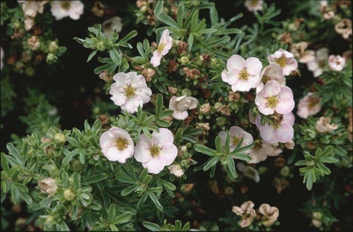 shrubby cinquefoil 'Glenroy Pinkie'