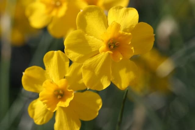 Fernandes daffodil
