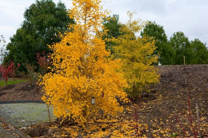 maidenhair tree 'Fastigiata Blagon'