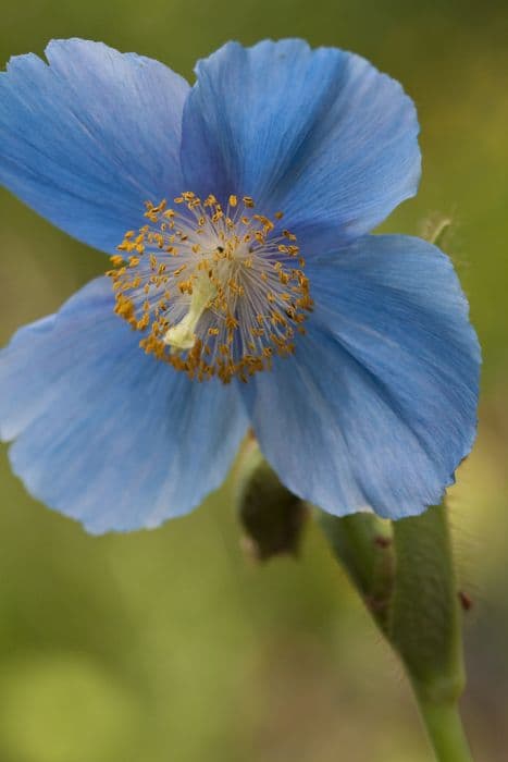 Himalayan blue poppy 'Lingholm'