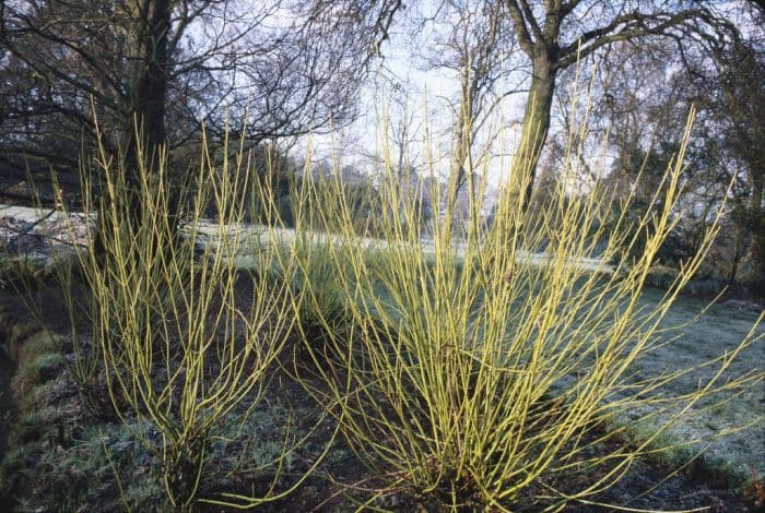 golden-twig dogwood