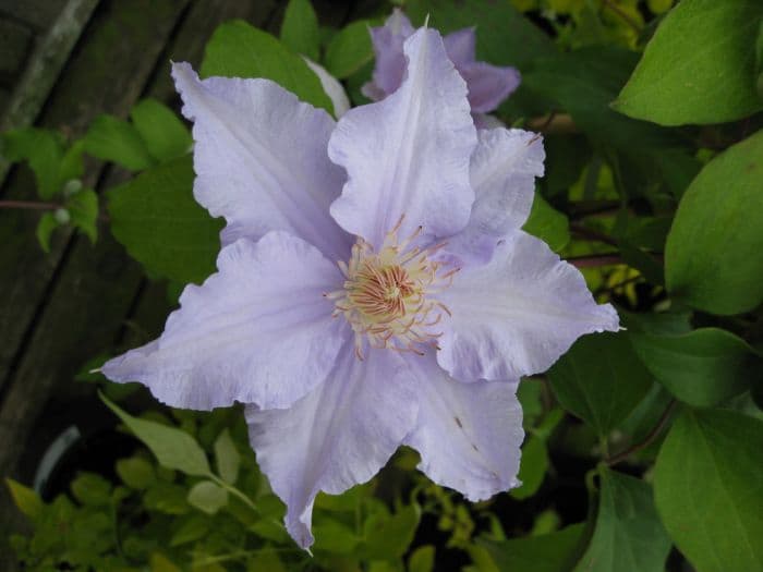 clematis [Angelique]