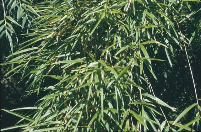 Indian fountain bamboo