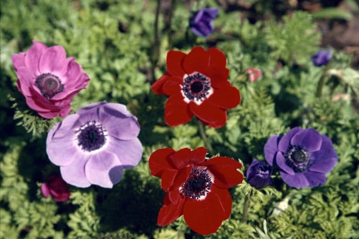 garden anemone De Caen Group