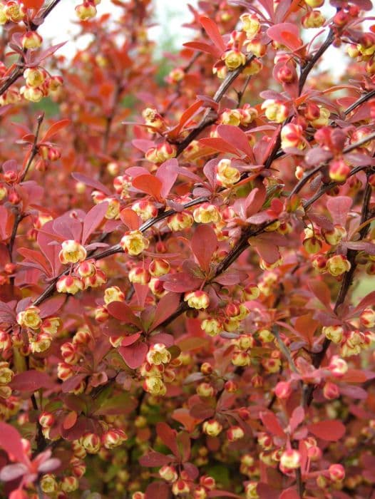 Japanese barberry 'Orange Rocket'