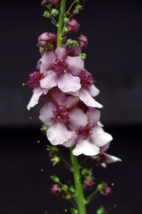 mullein 'Brookside'