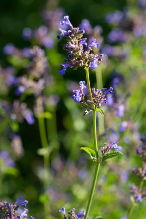 Broad-leaved catmint