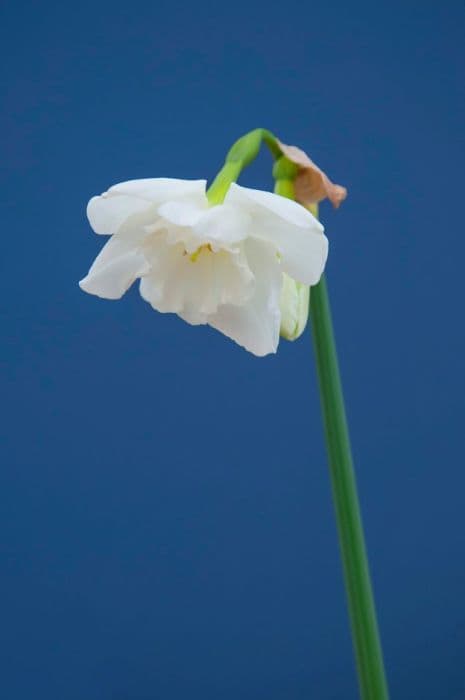 Daffodil 'Elvin's Voice'