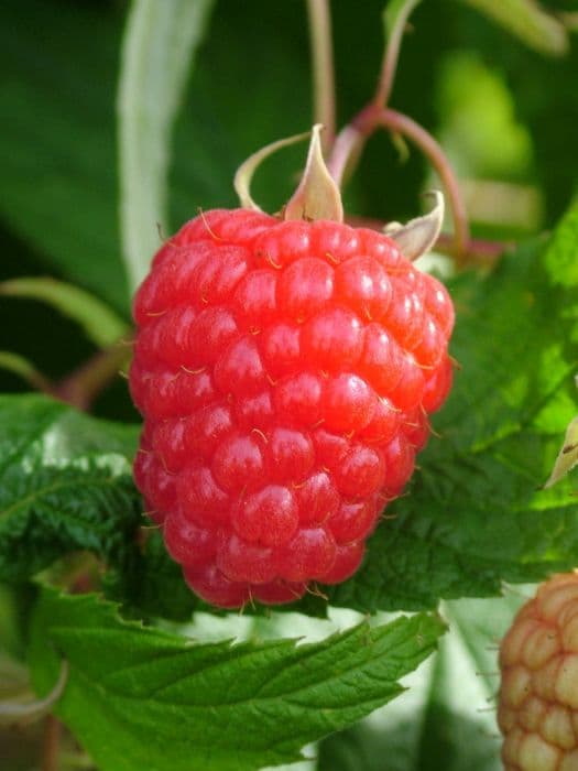 raspberry 'Caroline'