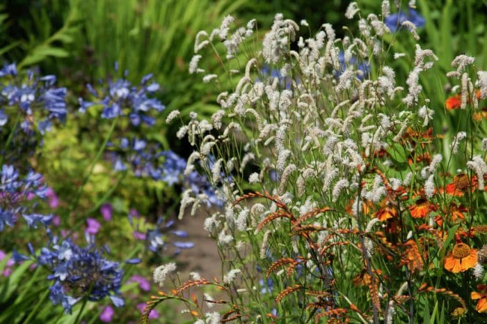 slender-leaved burnet 'White Tanna'