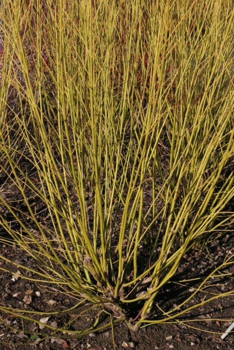 red osier dogwood 'Bud's Yellow'