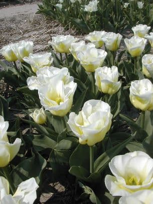 tulip 'Calgary Flames'