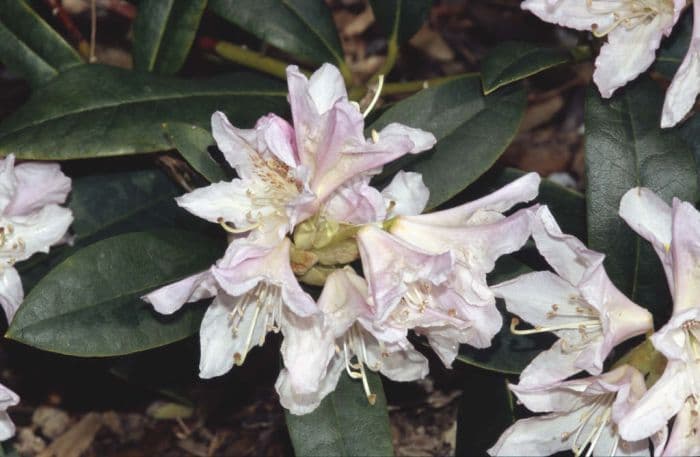 rhododendron 'Cunningham's White'