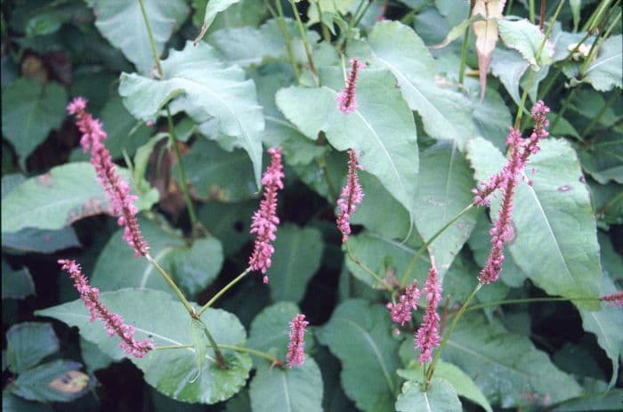 red bistort 'Firetail'