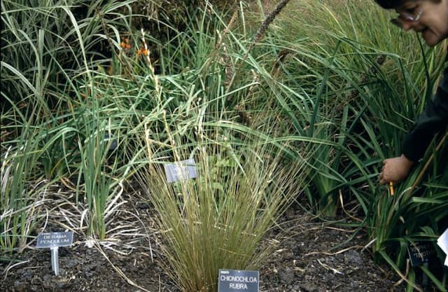Red tussock grass