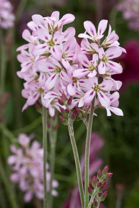 wedding flower 'Pink Bouquet'