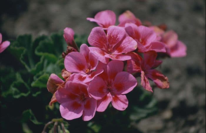 pelargonium 'Flamenca'