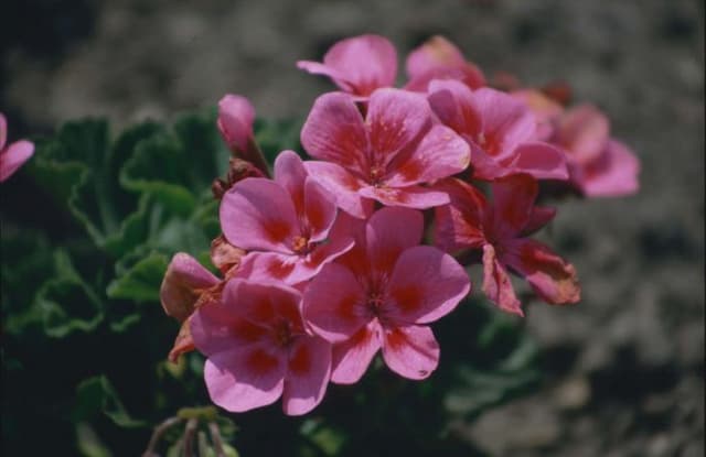 Pelargonium 'Flamenca'