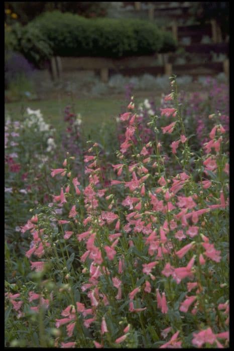 Penstemon 'Connie's Pink'