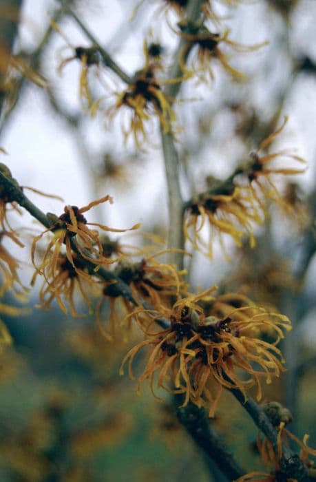 witch hazel 'Jelena'