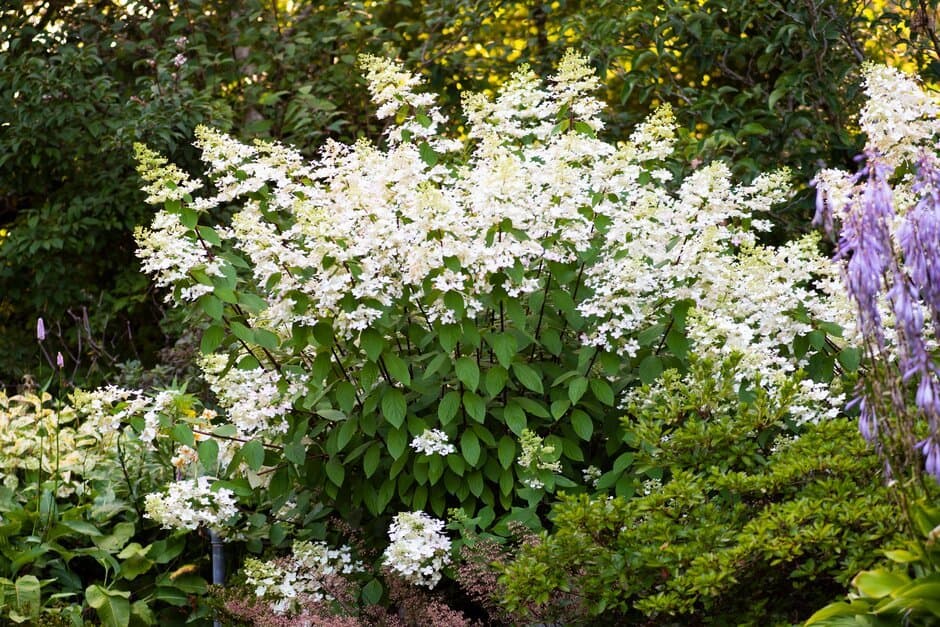 Panicle Hydrangea 'Ruby'