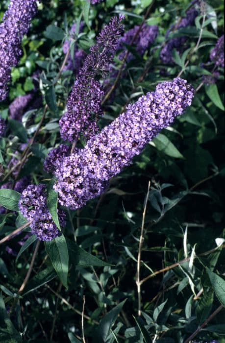 butterfly bush [Nanho Blue]