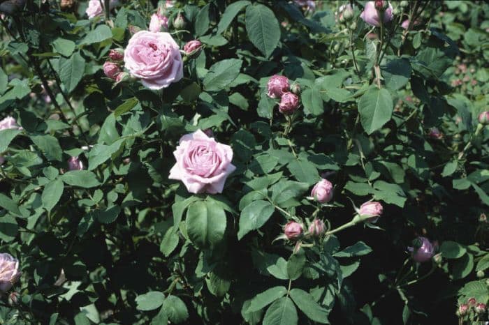 rose 'Madame Knorr'