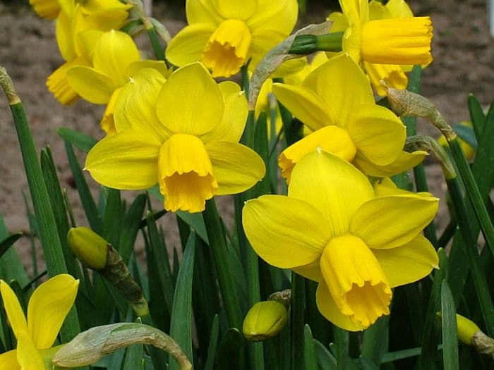 daffodil 'Skilliwidden'