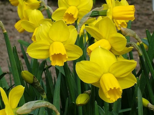 Daffodil 'Skilliwidden'