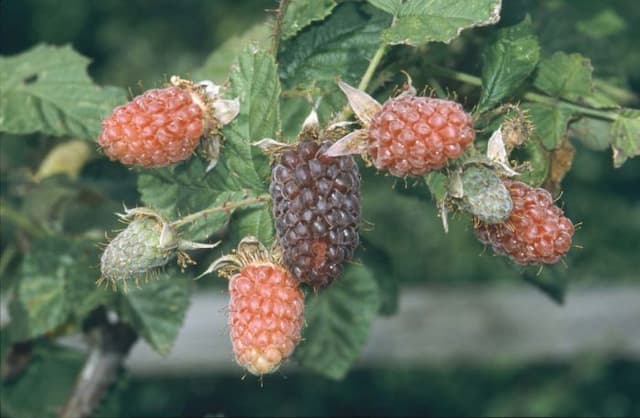 Loganberry 'Ly 59'