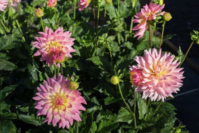 dahlia 'Melody Gipsy'