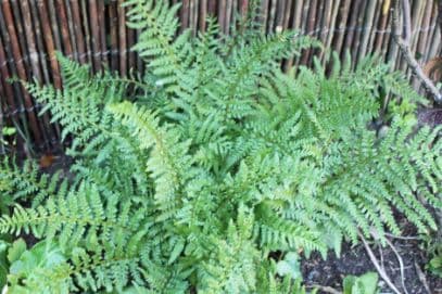 Clinton's wood fern