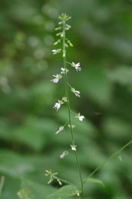 enchanter's nightshade