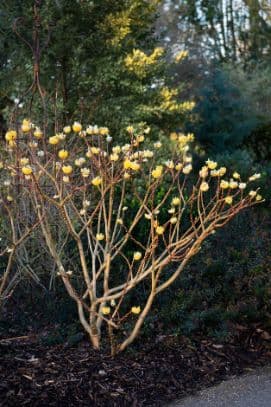 paperbush 'Grandiflora'